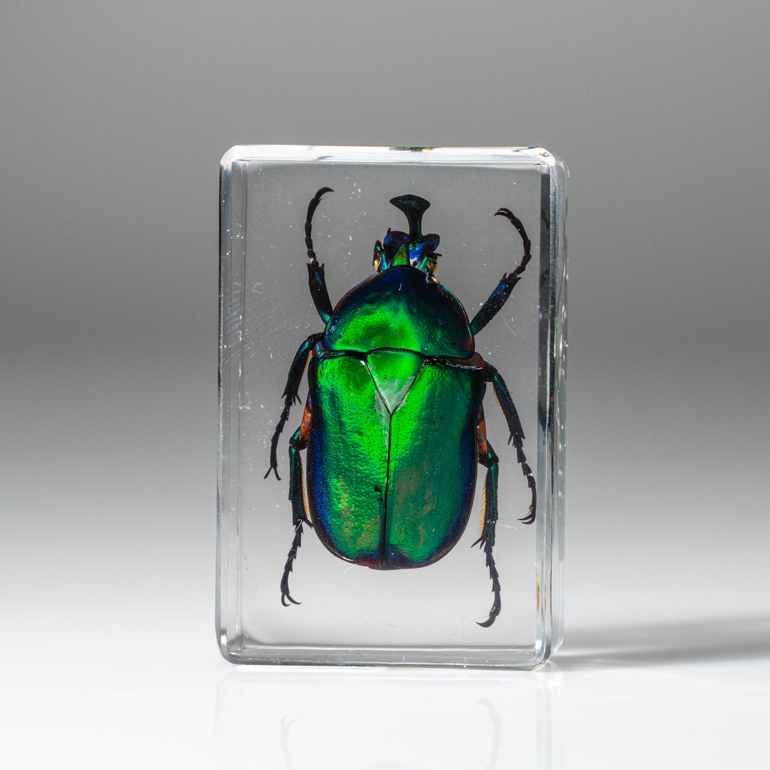 Genuine Single Green Chafer Beetle in Lucite