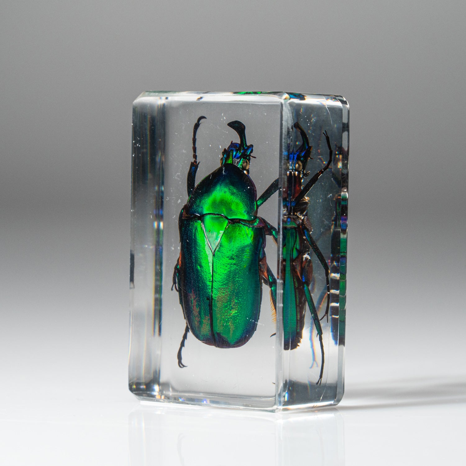 Genuine Single Green Chafer Beetle in Lucite