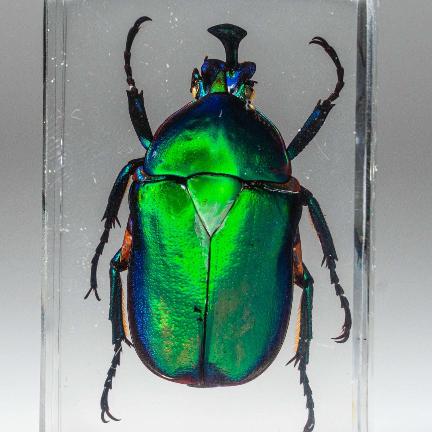 Genuine Single Green Chafer Beetle in Lucite