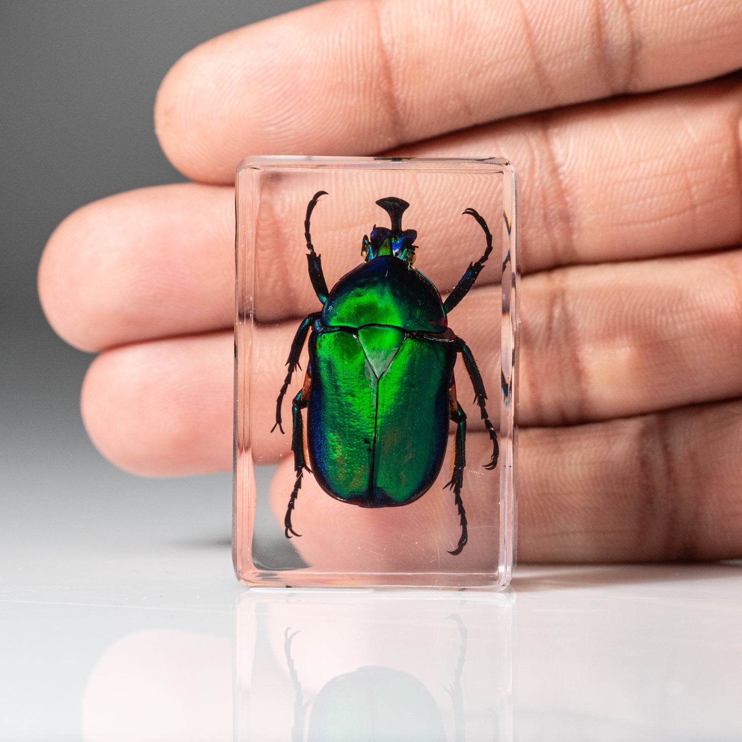 Genuine Single Green Chafer Beetle in Lucite