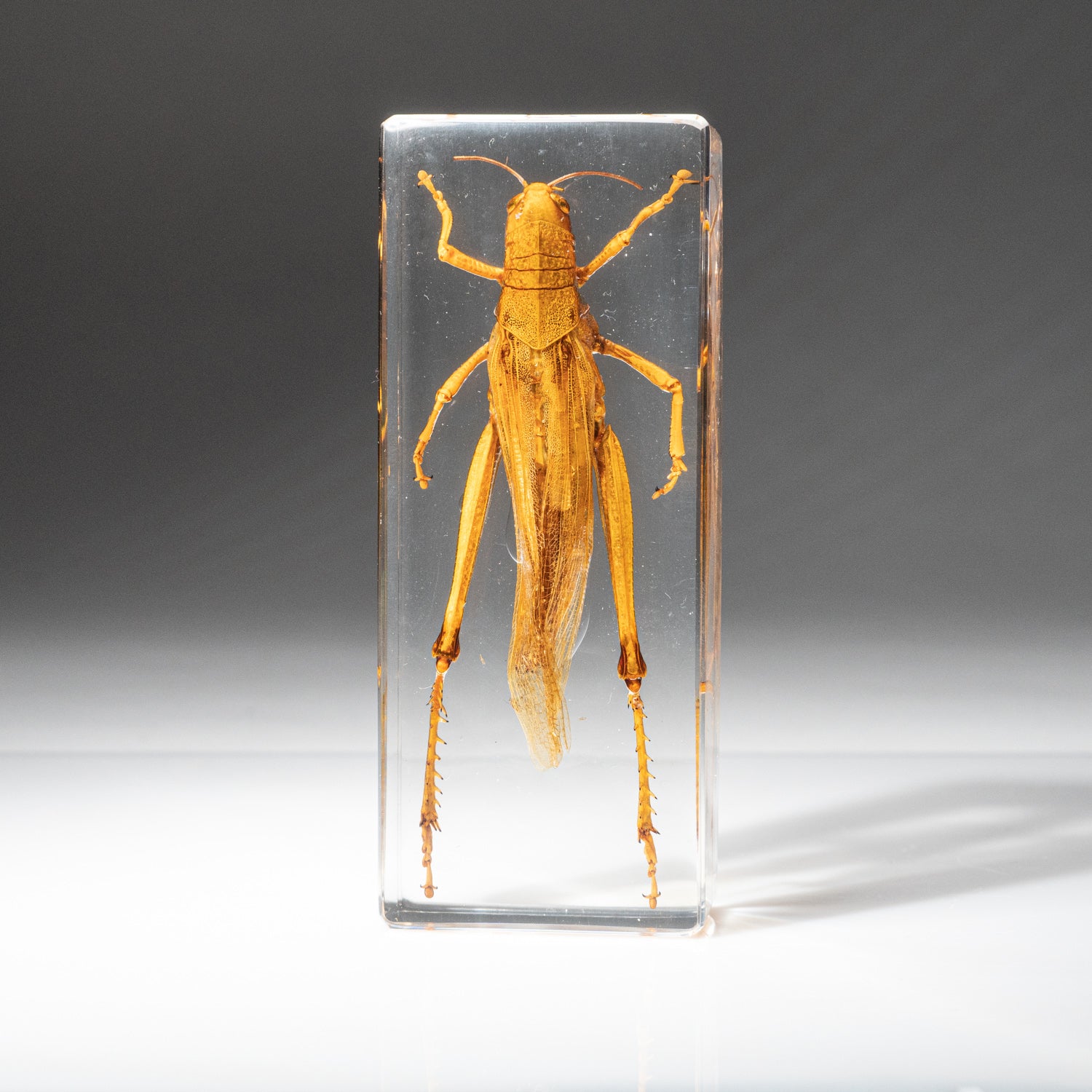 Genuine Single Grasshopper in Lucite