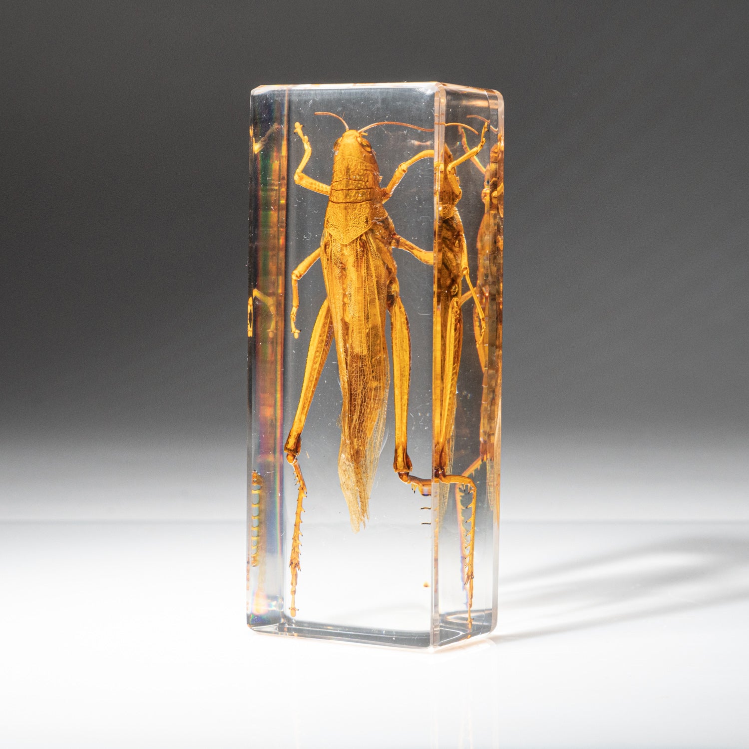 Genuine Single Grasshopper in Lucite