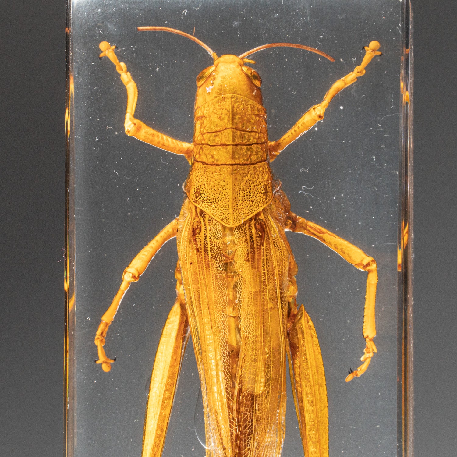 Genuine Single Grasshopper in Lucite