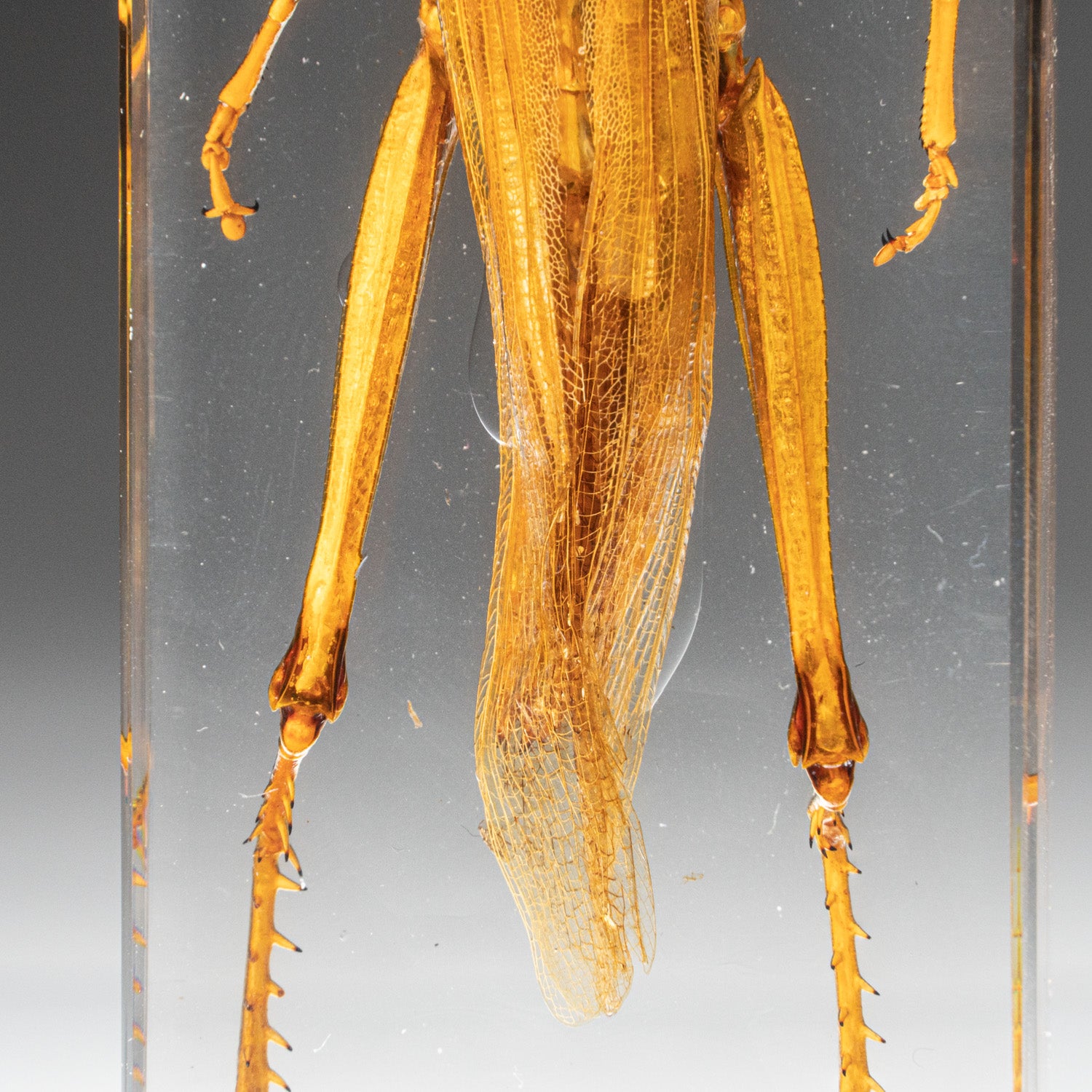 Genuine Single Grasshopper in Lucite