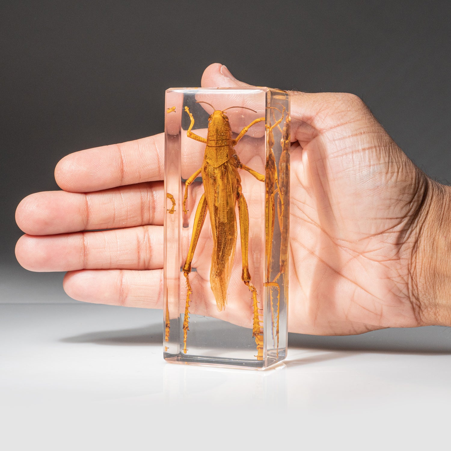 Genuine Single Grasshopper in Lucite