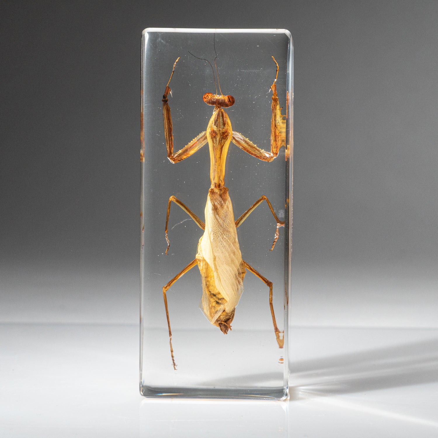 Genuine Single Praying Mantis in Lucite