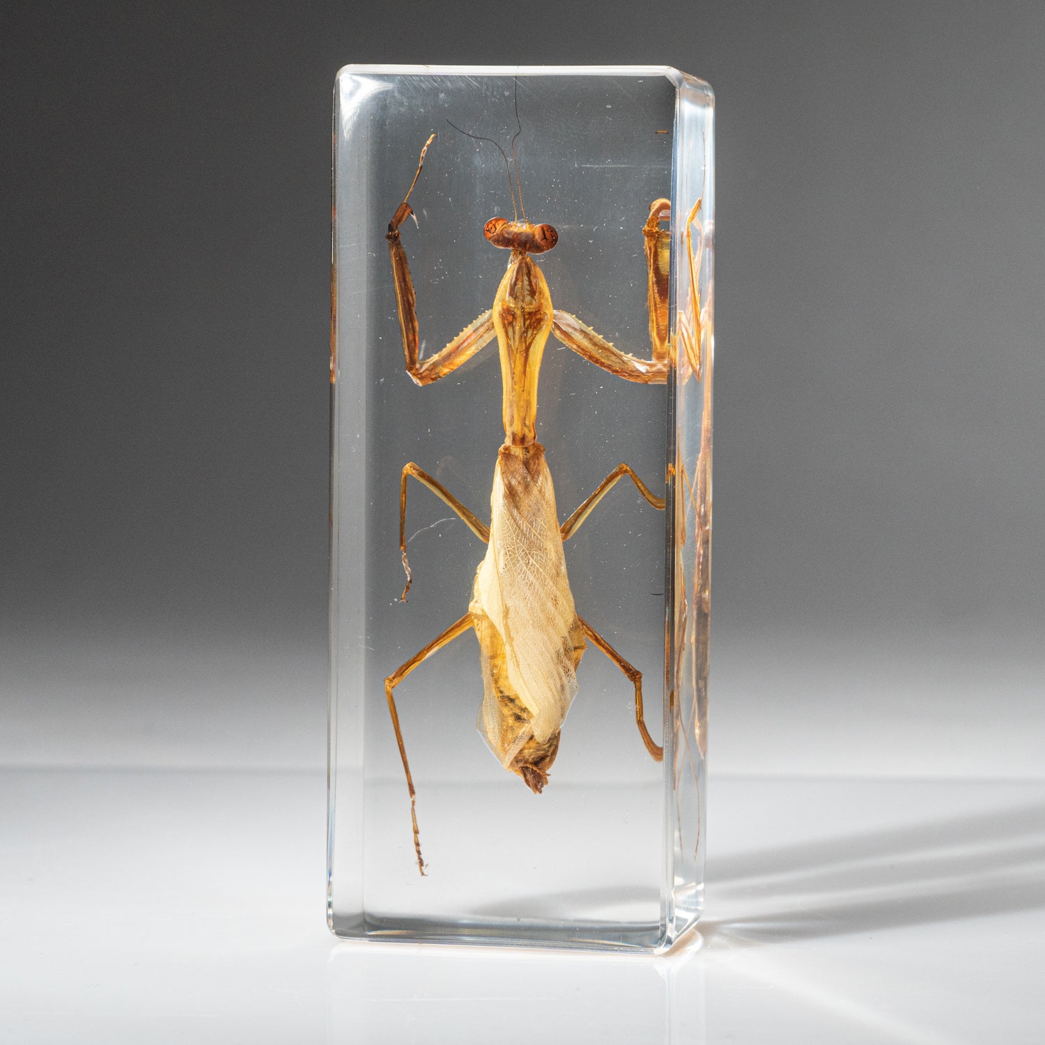 Genuine Single Praying Mantis in Lucite