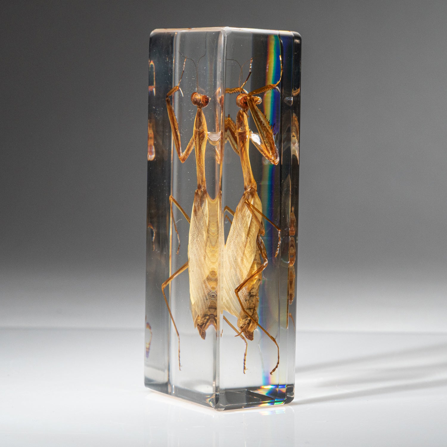 Genuine Single Praying Mantis in Lucite