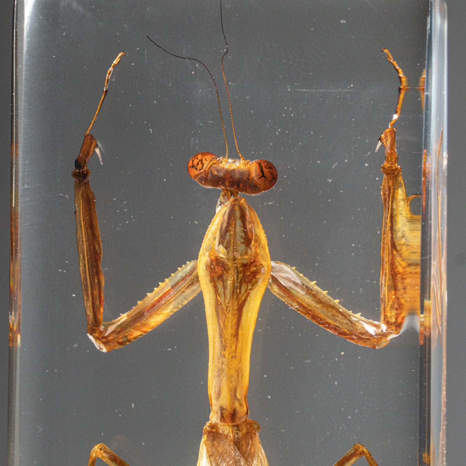 Genuine Single Praying Mantis in Lucite