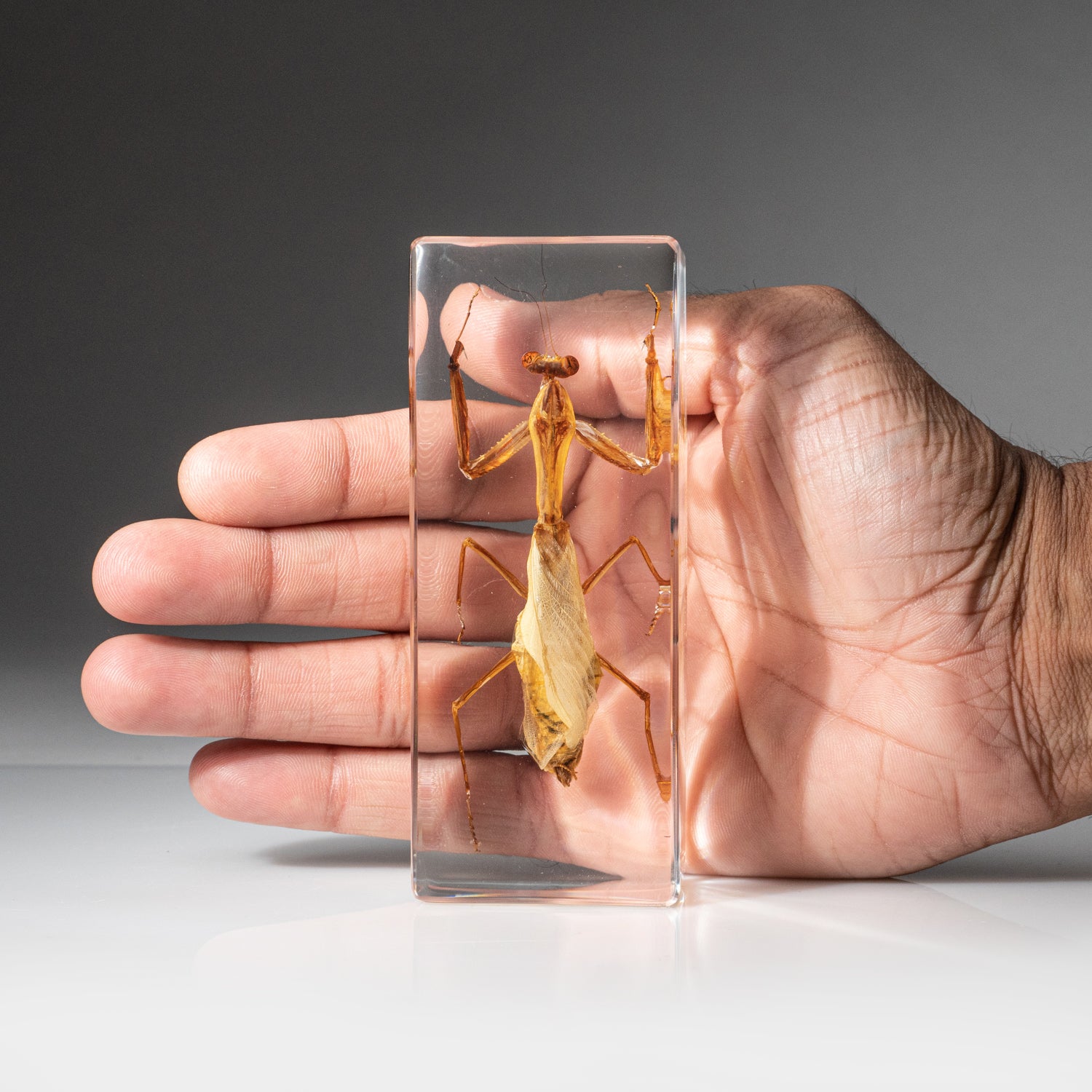 Genuine Single Praying Mantis in Lucite