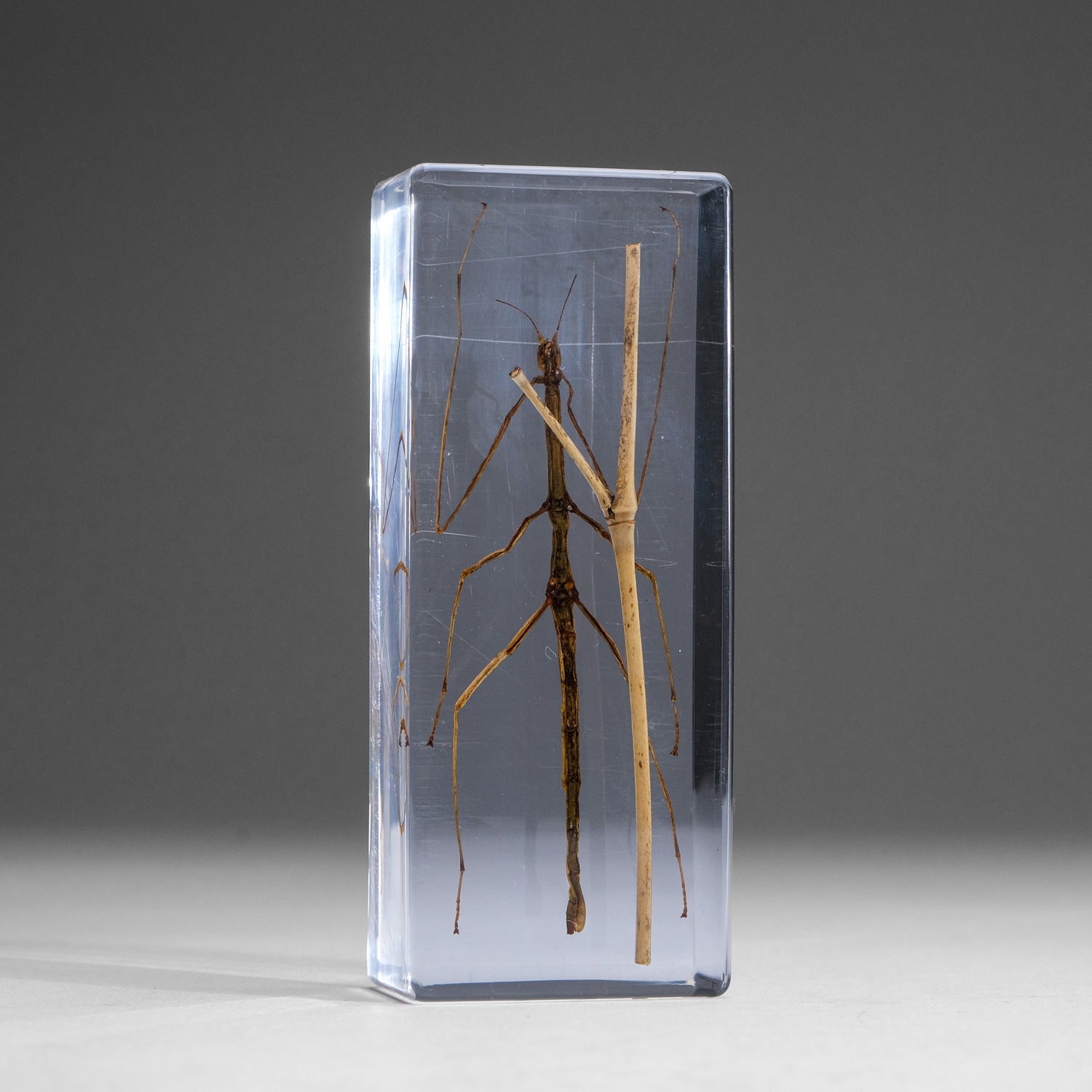 One Genuine Stick Bug in Lucite