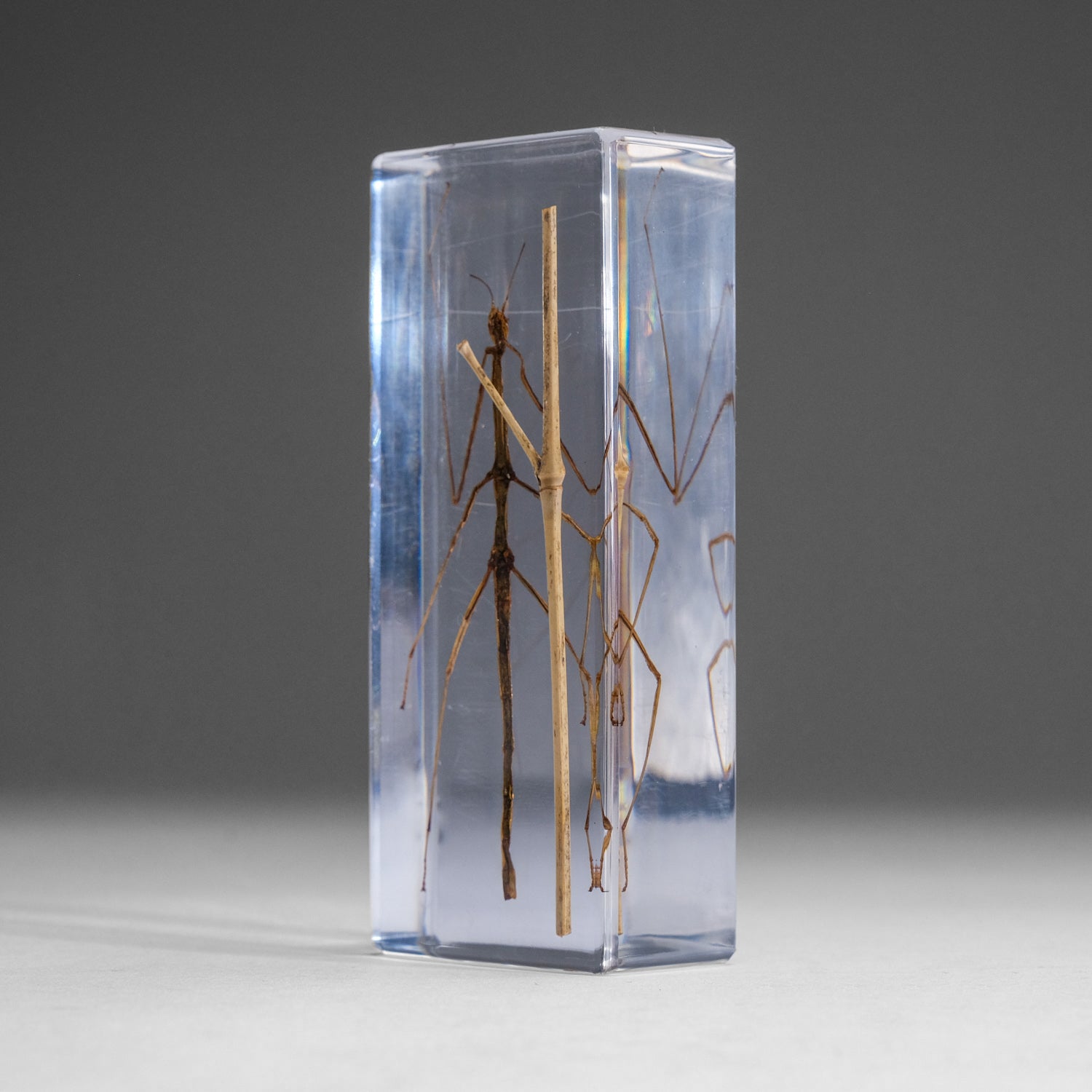 One Genuine Stick Bug in Lucite