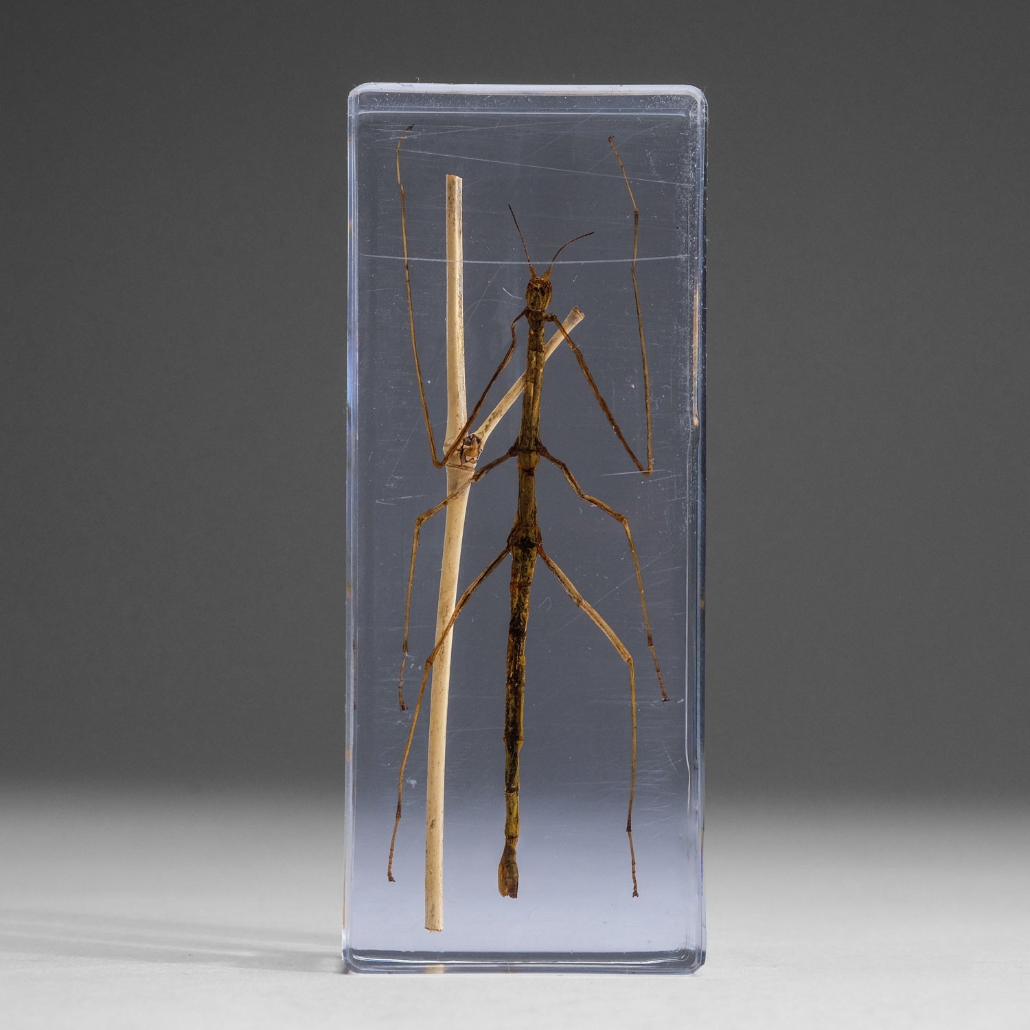 One Genuine Stick Bug in Lucite