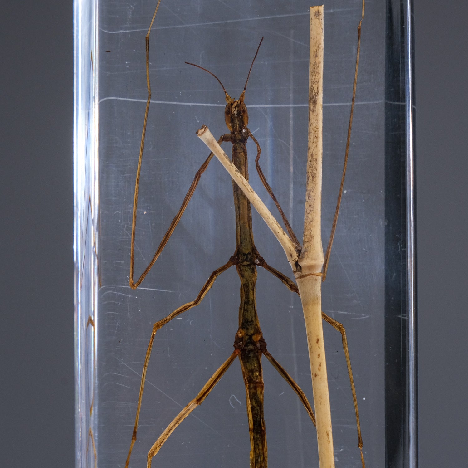 One Genuine Stick Bug in Lucite