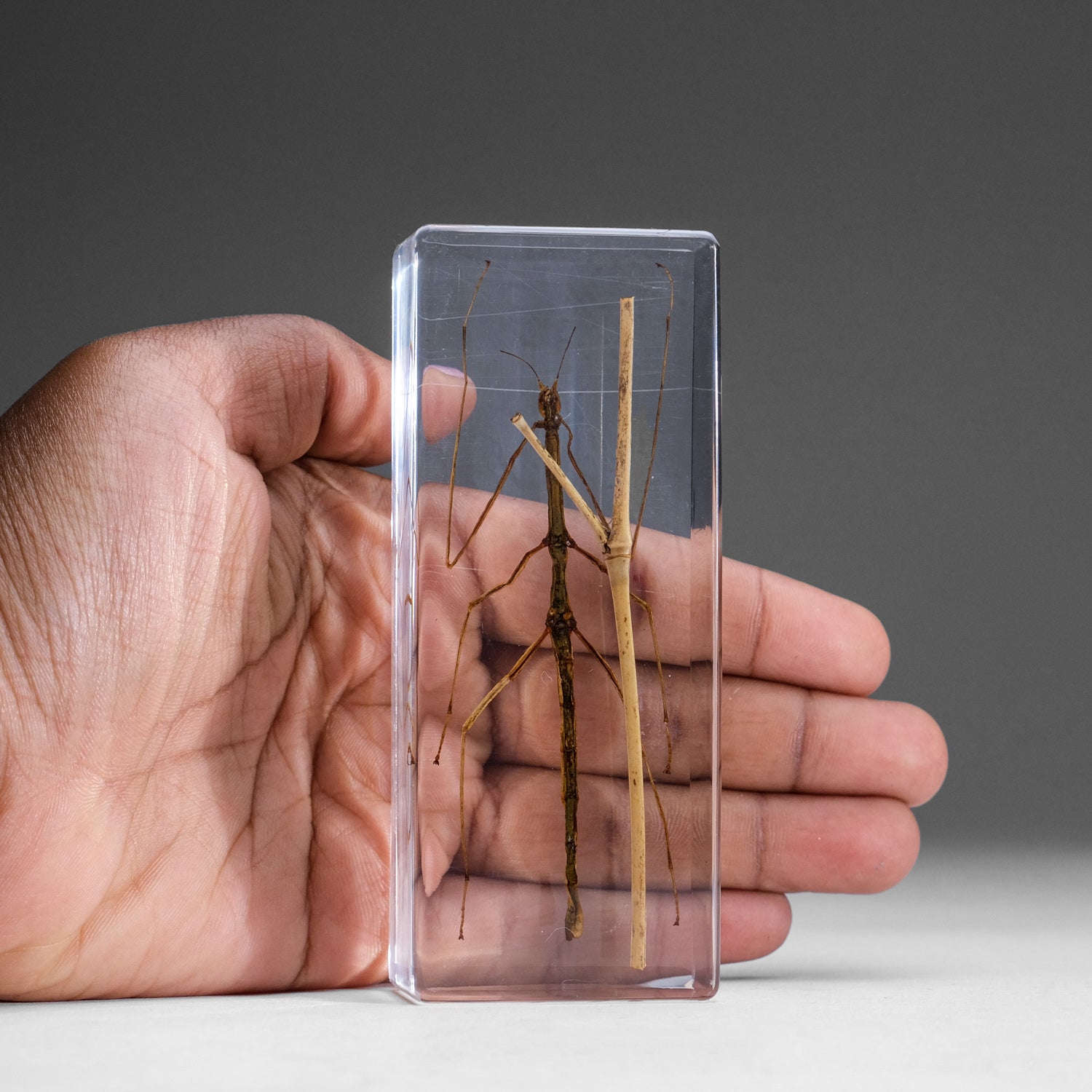 One Genuine Stick Bug in Lucite