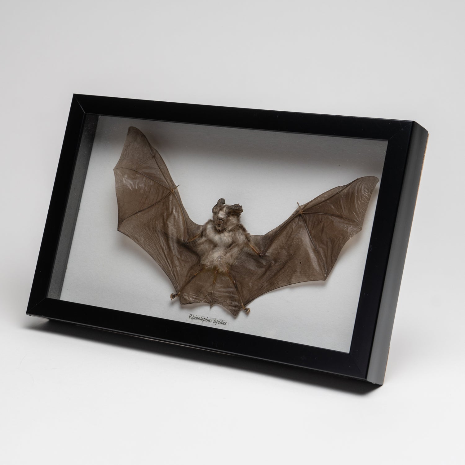 Genuine Rhinolphus Lepidus, The Horshoe Bat, in a Display Frame
