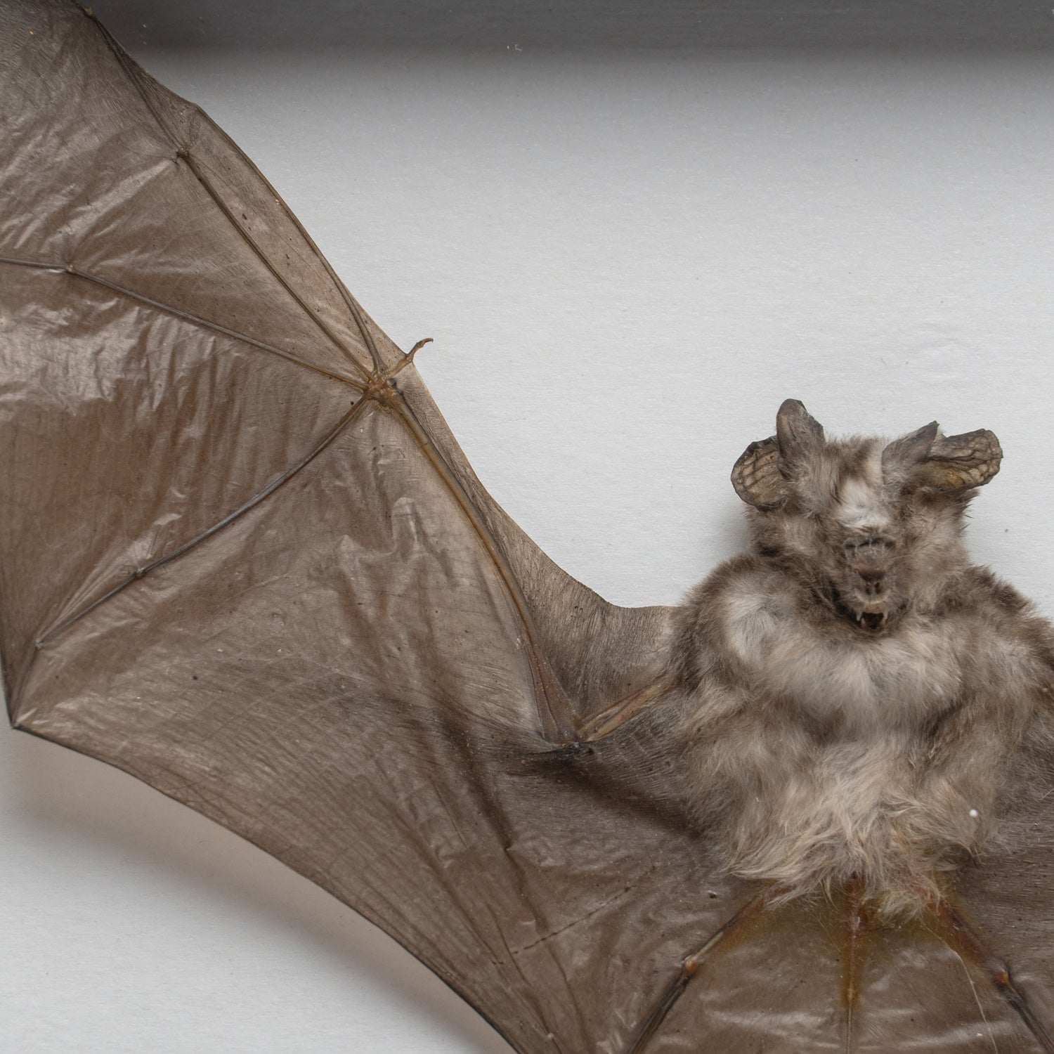 Genuine Rhinolphus Lepidus, The Horshoe Bat, in a Display Frame