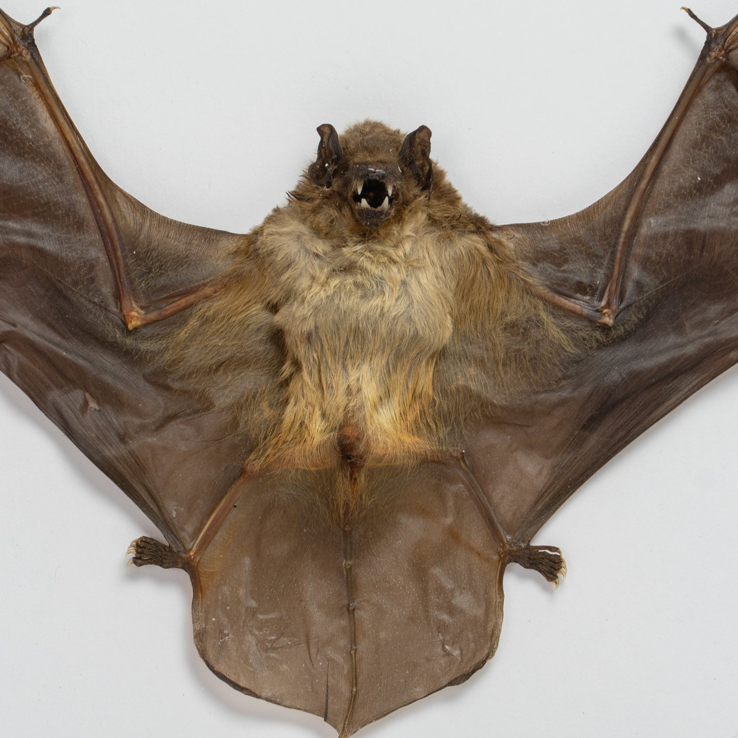 Genuine Scotophilus Kuhlii, The Lesser Yellow Bat, in a Display Frame