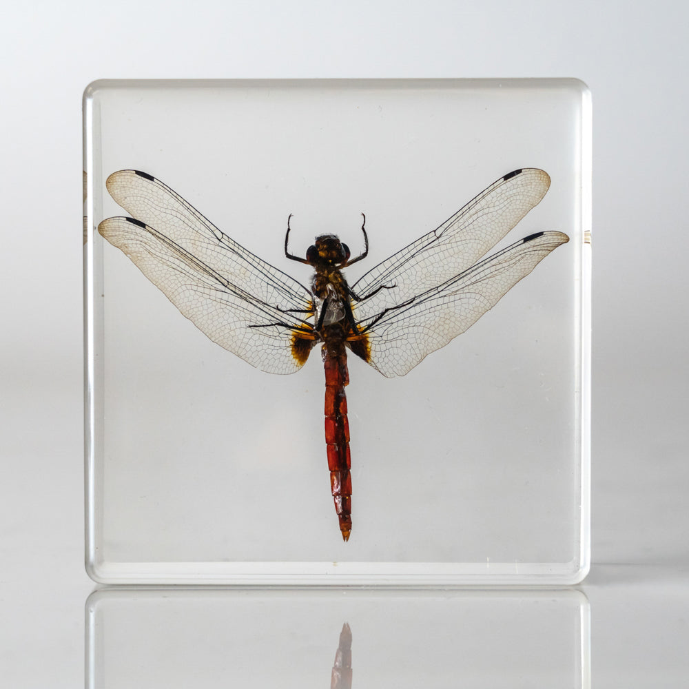 Dragonfly in Lucite