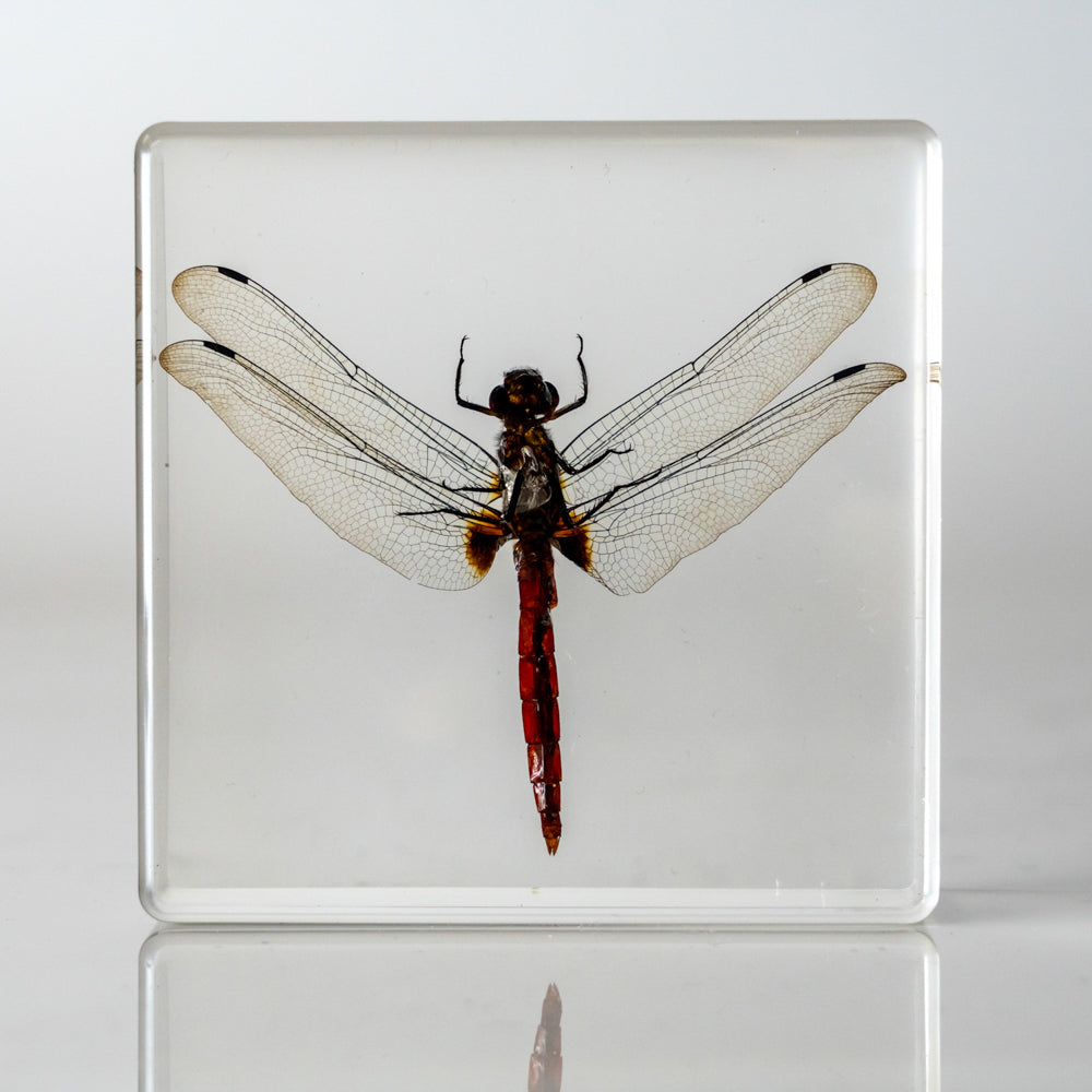 Dragonfly in Lucite