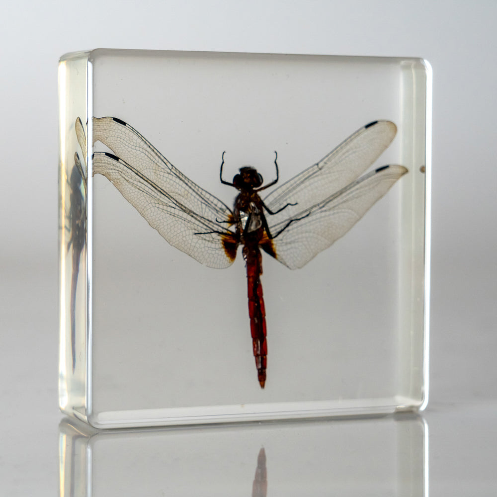 Dragonfly in Lucite