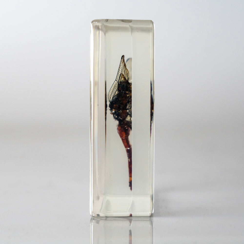 Dragonfly in Lucite