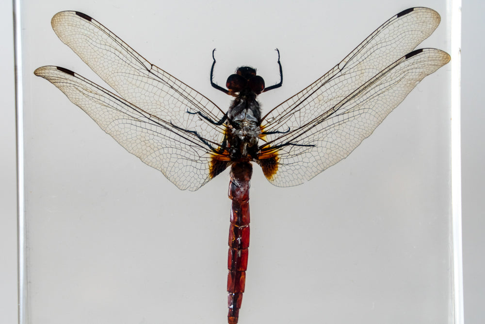 Dragonfly in Lucite