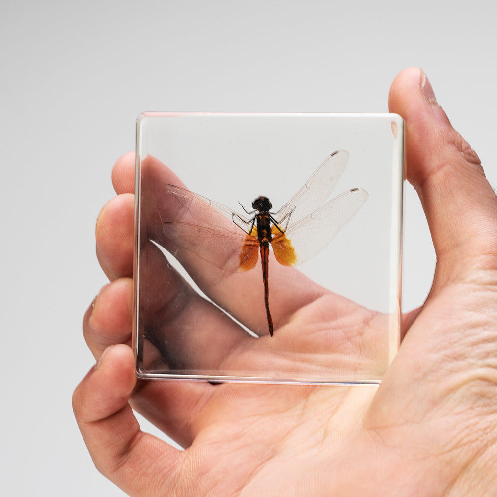 Dragonfly in Lucite