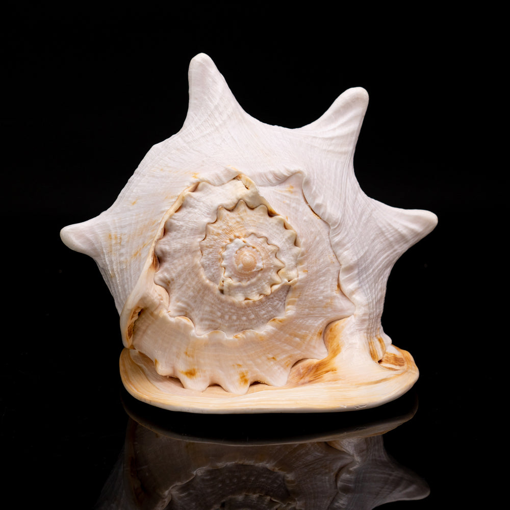 Genuine Horned Helmet Shell (4 lbs) - Astro Gallery of Gems