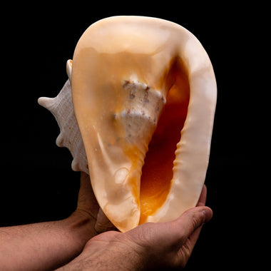 Genuine Horned Helmet Shell (4 lbs) - Astro Gallery of Gems