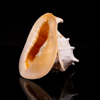 Genuine Horned Helmet Shell (4 lbs) - Astro Gallery of Gems