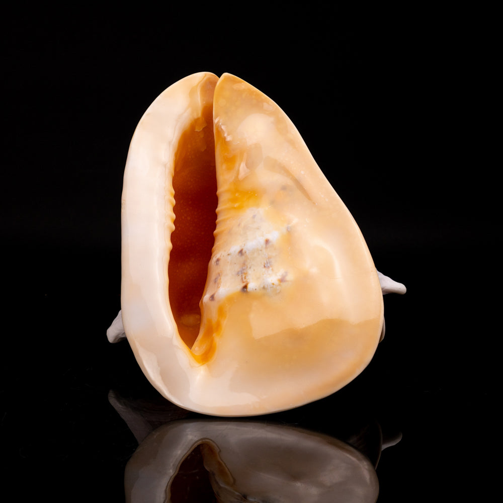 Genuine Horned Helmet Shell (4 lbs) - Astro Gallery of Gems