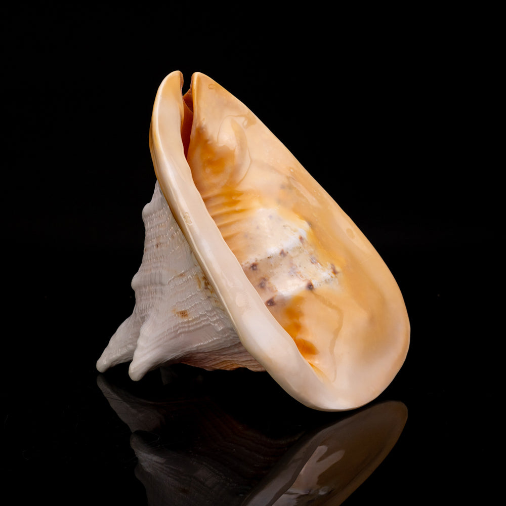 Genuine Horned Helmet Shell (4 lbs) - Astro Gallery of Gems