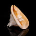 Genuine Horned Helmet Shell (4 lbs) - Astro Gallery of Gems