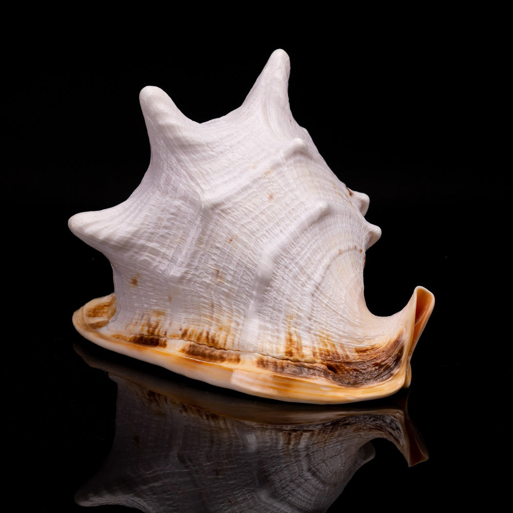 Genuine Horned Helmet Shell (4 lbs) - Astro Gallery of Gems