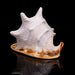 Genuine Horned Helmet Shell (4 lbs) - Astro Gallery of Gems