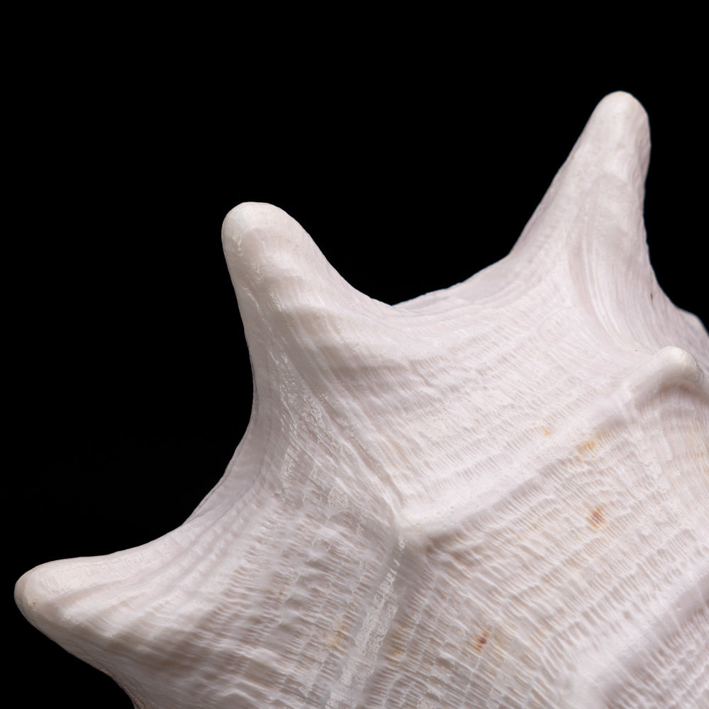 Genuine Horned Helmet Shell (4 lbs) - Astro Gallery of Gems