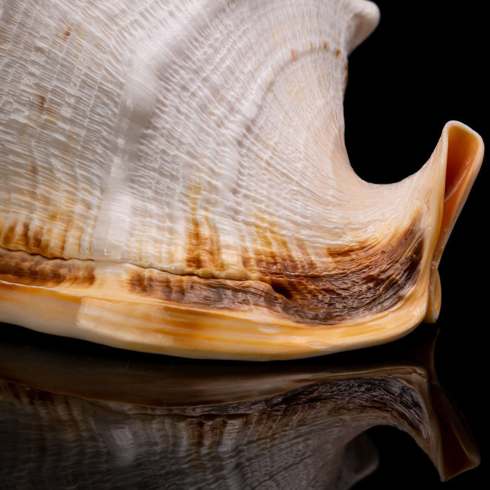 Genuine Horned Helmet Shell (4 lbs) - Astro Gallery of Gems