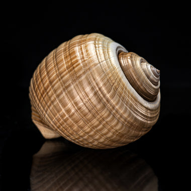 Genuine Tonna Galea Shell (188.3 grams) - Astro Gallery of Gems