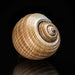 Genuine Tonna Galea Shell (188.3 grams) - Astro Gallery of Gems