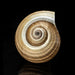 Genuine Tonna Galea Shell (188.3 grams) - Astro Gallery of Gems