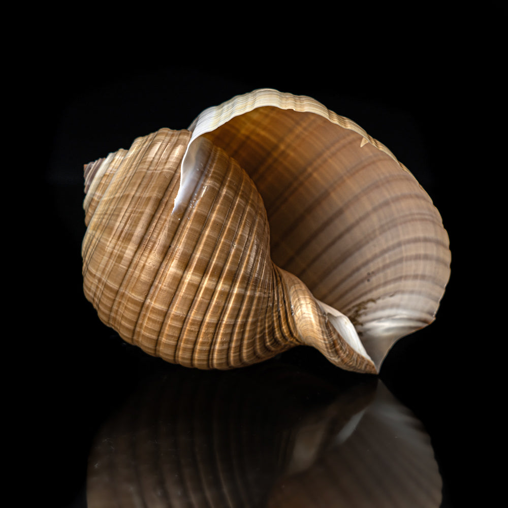 Genuine Tonna Galea Shell (188.3 grams) - Astro Gallery of Gems