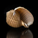 Genuine Tonna Galea Shell (188.3 grams) - Astro Gallery of Gems