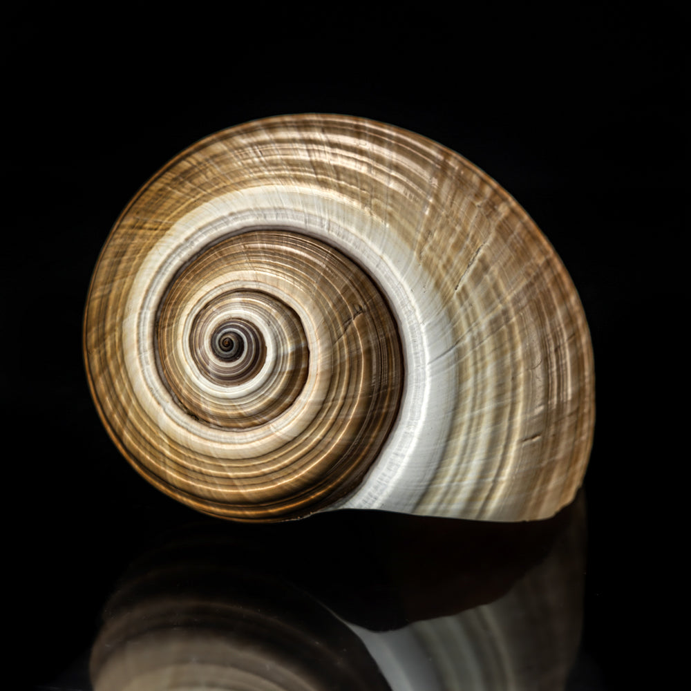 Genuine Tonna Galea Shell (188.3 grams) - Astro Gallery of Gems
