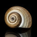 Genuine Tonna Galea Shell (188.3 grams) - Astro Gallery of Gems