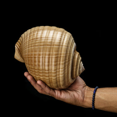 Genuine Tonna Galea Shell (188.3 grams) - Astro Gallery of Gems