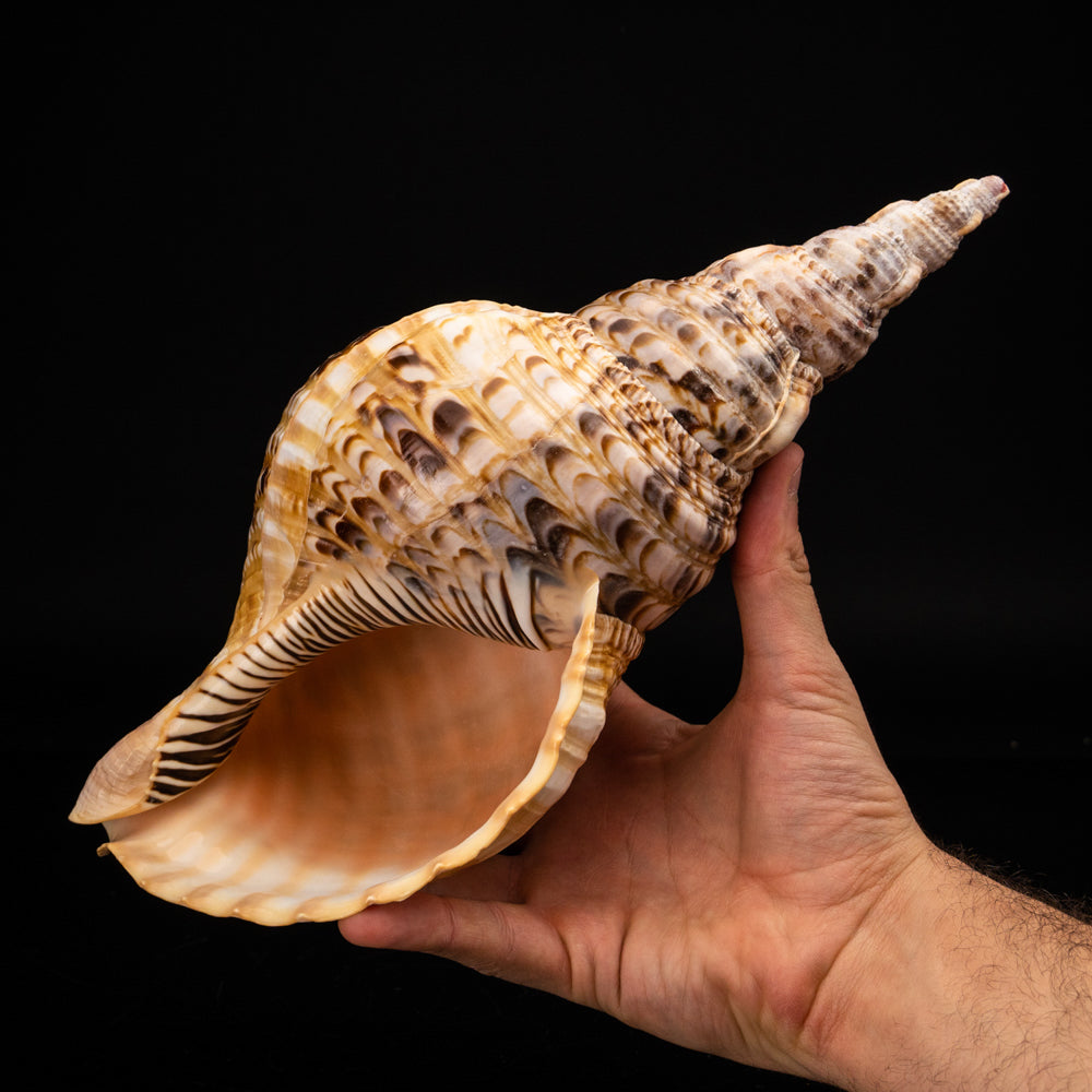 Genuine Pacific Triton Shell (1 lb) - Astro Gallery of Gems