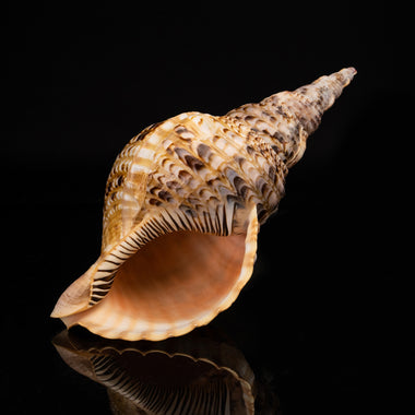 Genuine Pacific Triton Shell (1 lb) - Astro Gallery of Gems