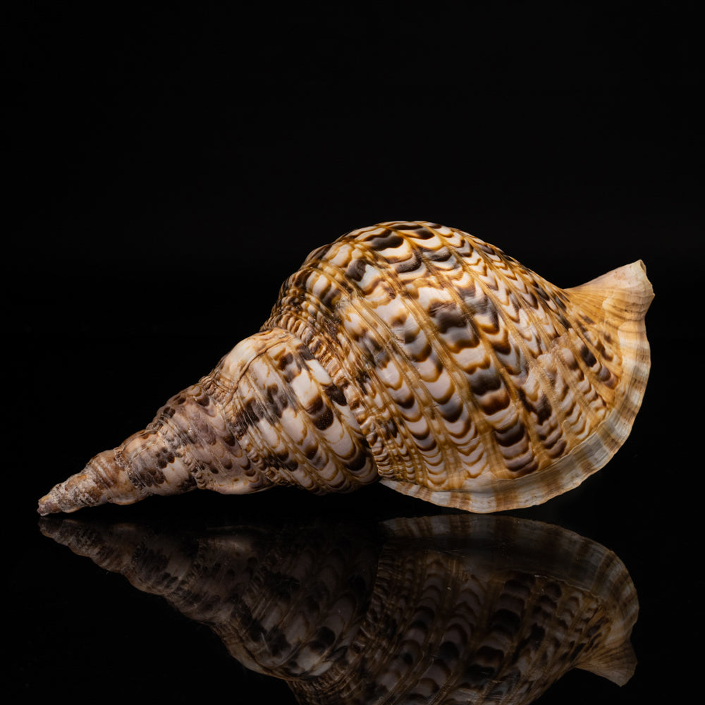Genuine Pacific Triton Shell (1 lb) - Astro Gallery of Gems