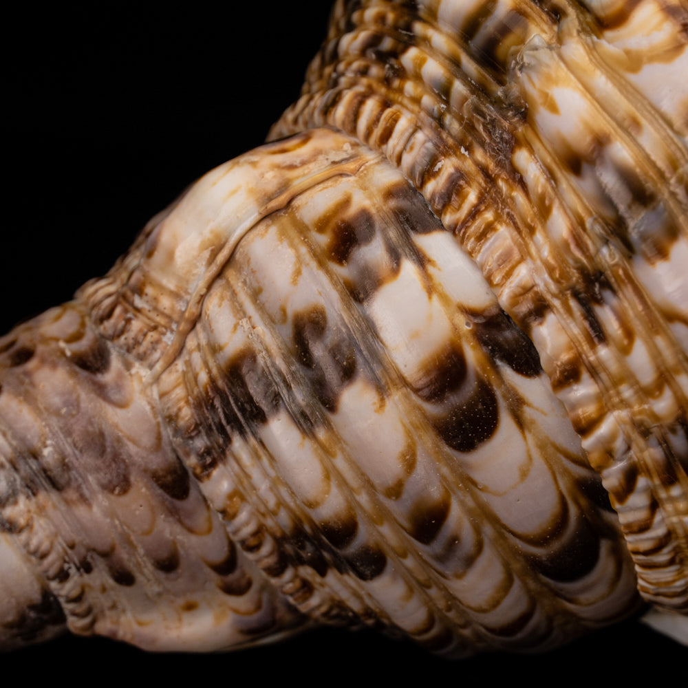 Genuine Pacific Triton Shell (1 lb) - Astro Gallery of Gems